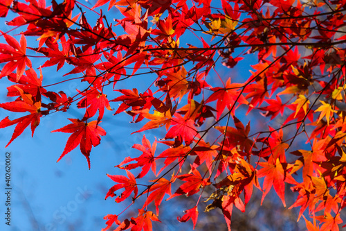 赤い 紅葉 もみじ 和風 明るい 秋 © rin