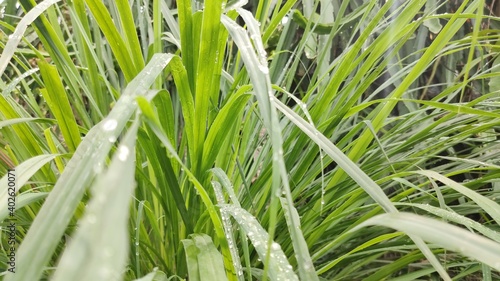 grass