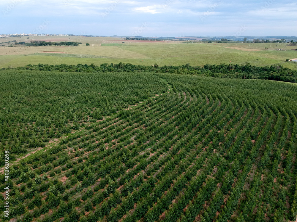 Aerial view of a young Eucalyptus plantation in Brazil