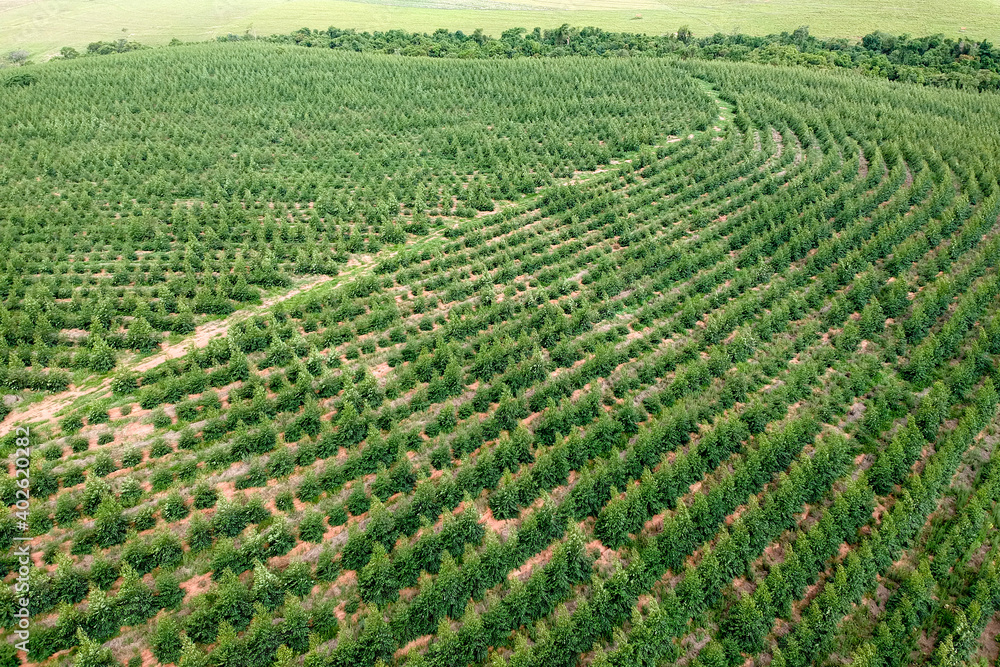 Aerial view of a young Eucalyptus plantation in Brazil Aerial view of a young Eucalyptus plantation in Brazil