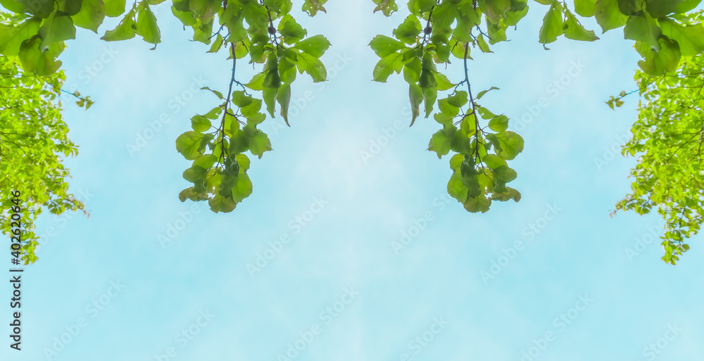 Symmetrical background of trees and sky, space to write Symmetrical background of trees and sky, space to write