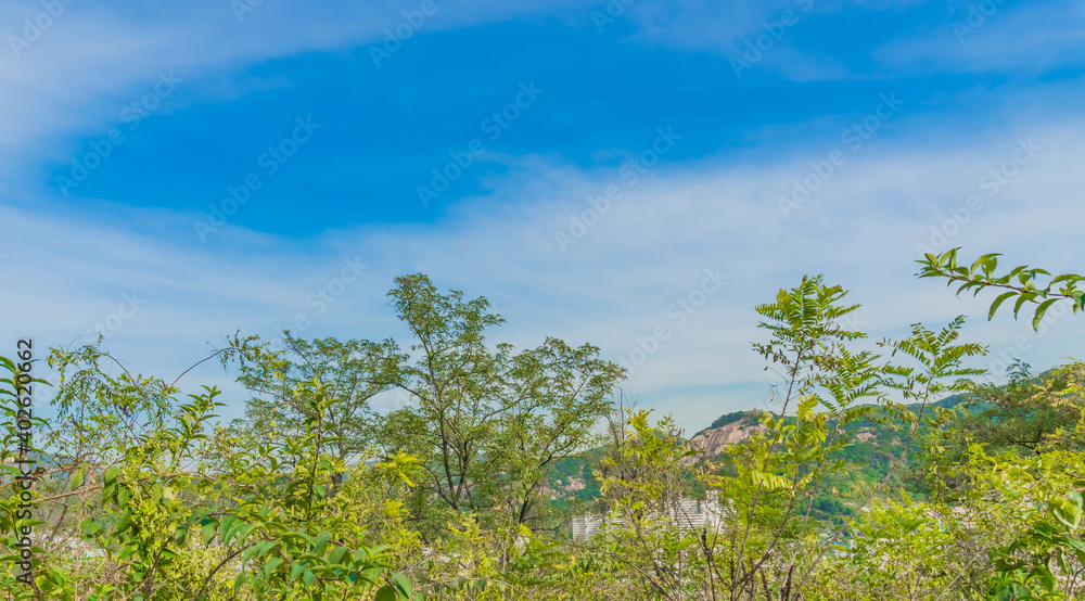 Mountains and skyline, pine trees and autumn background with copy space