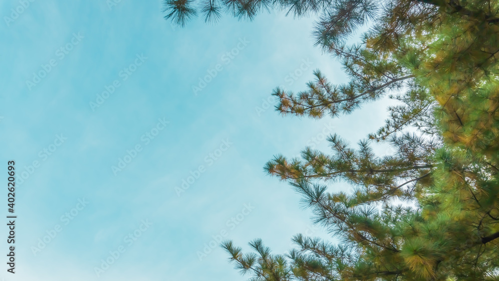 Fototapeta premium Mountains and skyline, pine trees and autumn
