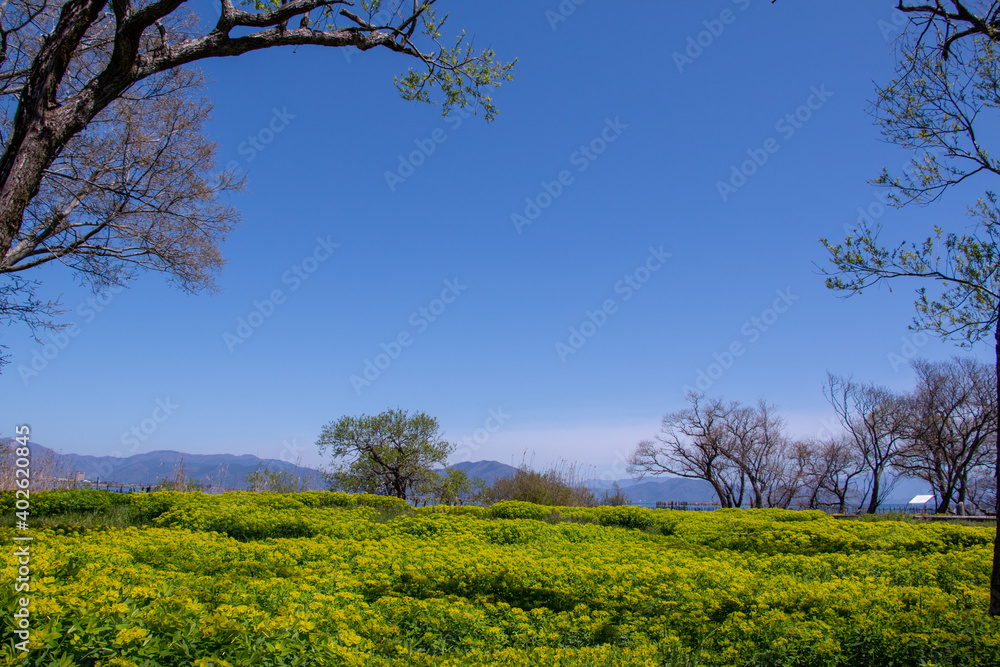 風景素材　琵琶湖畔のノウルシと青空