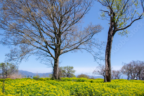 風景素材 琵琶湖畔のノウルシと青空