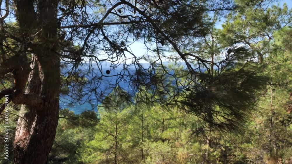 Mediterranean sea scenery with pine trees and blue sky windy stormy sea Mediterranean sea scenery with pine trees and blue sky windy stormy sea