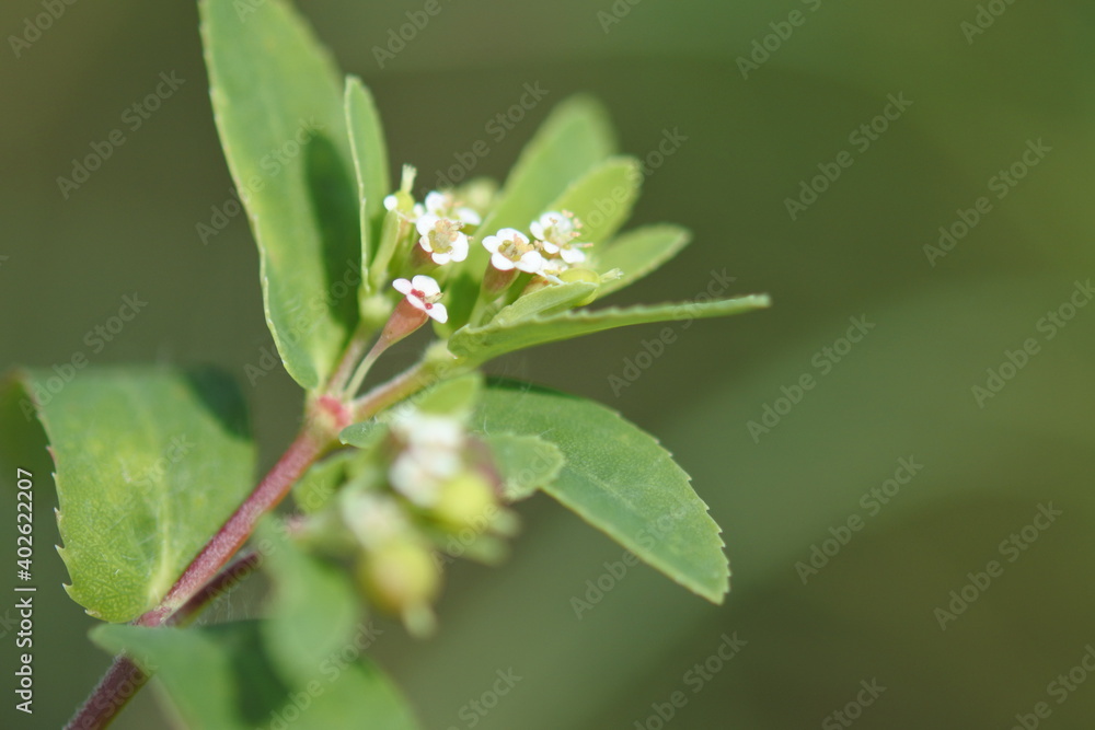 A cluster of tiny white flowers of eyebane are flowering on the top of its stem. A cluster of tiny white flowers of eyebane are flowering on the top of its stem.