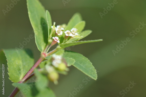 A cluster of tiny white flowers of eyebane are flowering on the top of its stem. photo