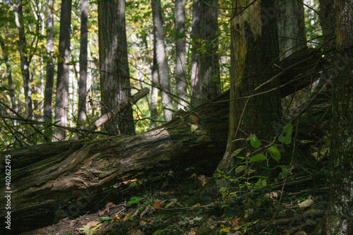 trees in the forest