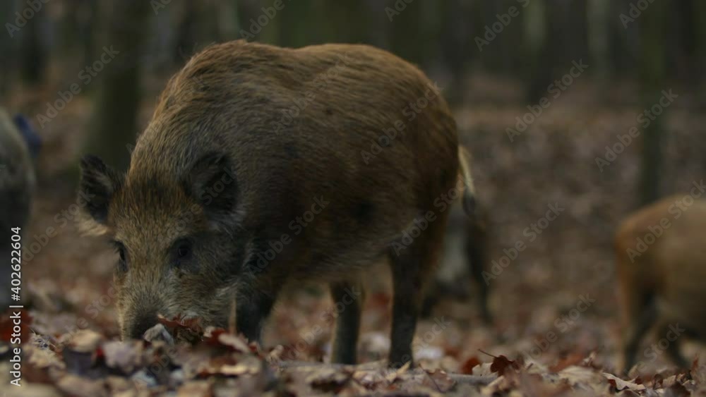 Closeup youngs wild boar Sus scrofa calm piggy looking for nutriment in dark woods. Wildlife tranquil scene of long furry animal. Strong nose and well smell sense to search food in omnivorous mammal Closeup youngs wild boar Sus scrofa calm piggy looking for nutriment in dark woods. Wildlife tranquil scene of long furry animal. Strong nose and well smell sense to search food in omnivorous mammal