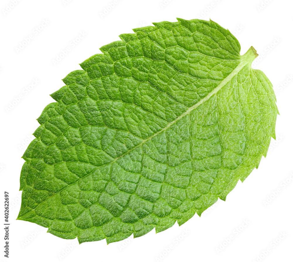 Mint leaves isolated on white Mint leaves isolated on white