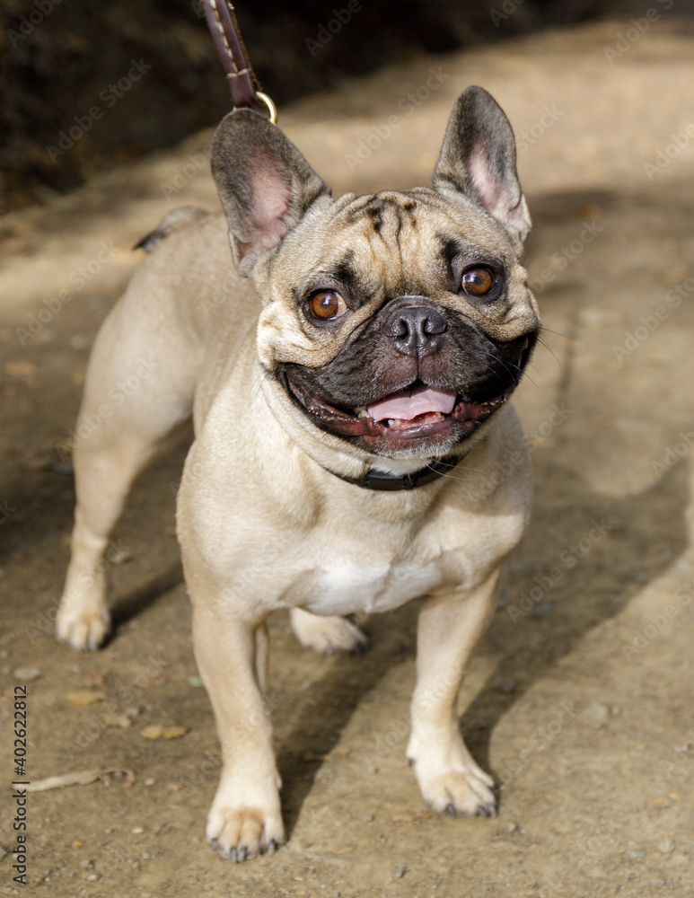 Fawn male Frenchie standing on a trail in park in Northern California