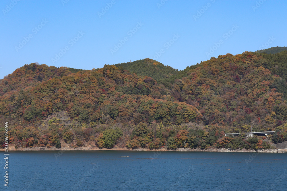 Fototapeta premium 宮ヶ瀬湖の紅葉(神奈川県清川村)