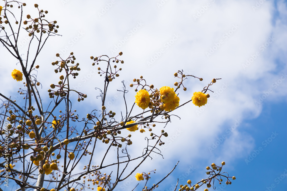 Beautiful close up suppanigar flower or Cotton yellow silk tree in hands