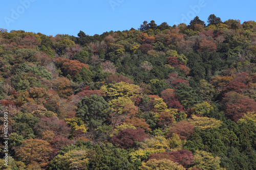 清川村煤ヶ谷付近の紅葉（神奈川県） photo