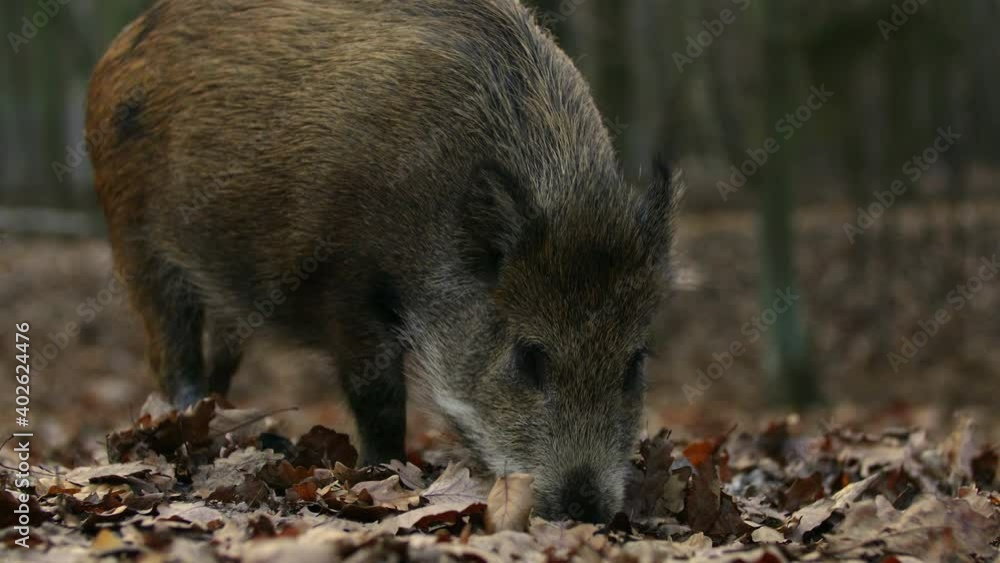 Closeup young wild boar Sus scrofa calm piggy looking for nutriment in dark woods. Wildlife tranquil scene of long furry animal. Strong nose and well smell sense to search food in omnivorous mammal Closeup young wild boar Sus scrofa calm piggy looking for nutriment in dark woods. Wildlife tranquil scene of long furry animal. Strong nose and well smell sense to search food in omnivorous mammal