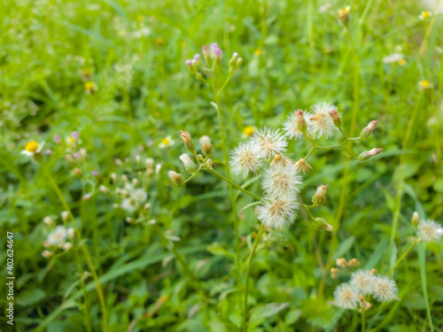 grass flowers on blur green field background