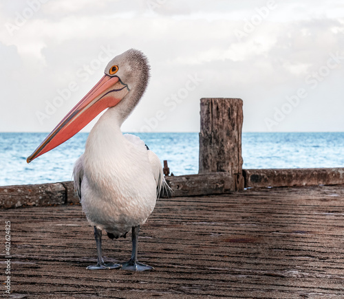 Australian Pelican on Kingscote Jetty photo