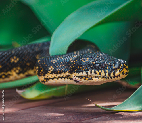 Close Up of Diamond Python & Agave  photo