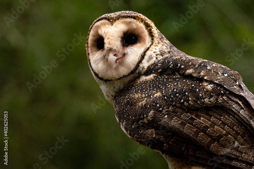 Obraz na plátně Australian masked owl portrait