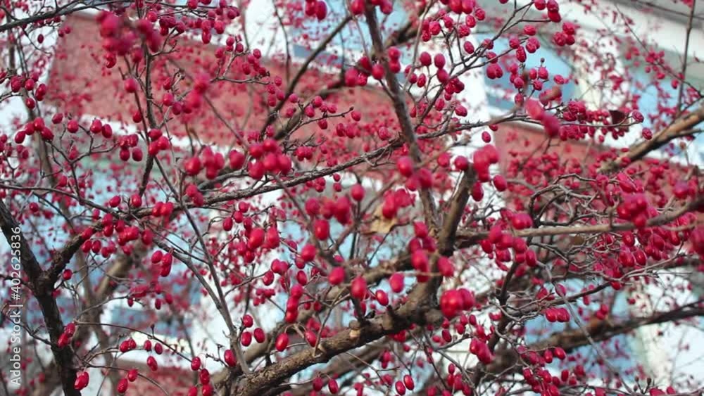 Closeup view of red raspberry berries hanging from branches and waving in air Closeup view of red raspberry berries hanging from branches and waving in air