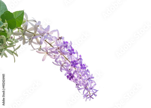 Close-up Sandpaper Vine blooming isolated on white background with clipping path.Purple Wreath, purple flowers.