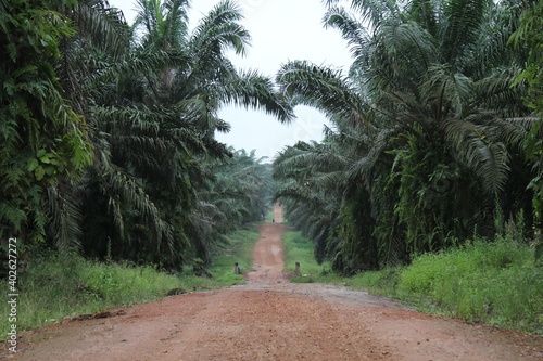 Palm fruit part of jungle photo