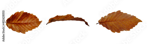 Ulmus parvifolia Jacquin, the brown fallen leaves of autumn isolated on white background. Close-up collection of front view, side view and back views.
