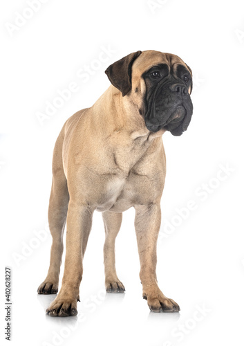 young bullmastiff in studio