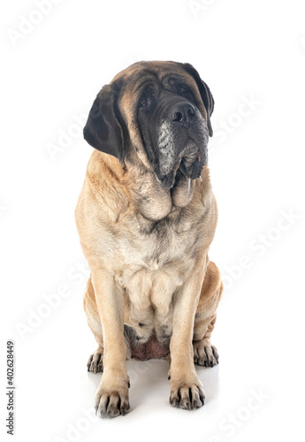 English Mastiff in studio