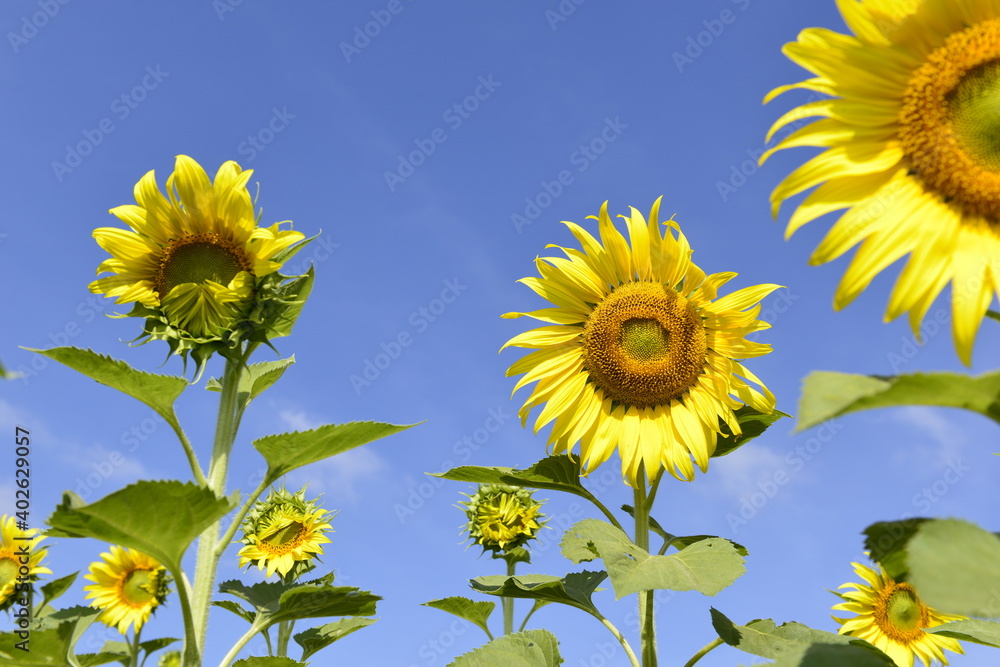 Naklejka premium Sunflower blooming natural background with blue sky at the countryside on the sunny day.