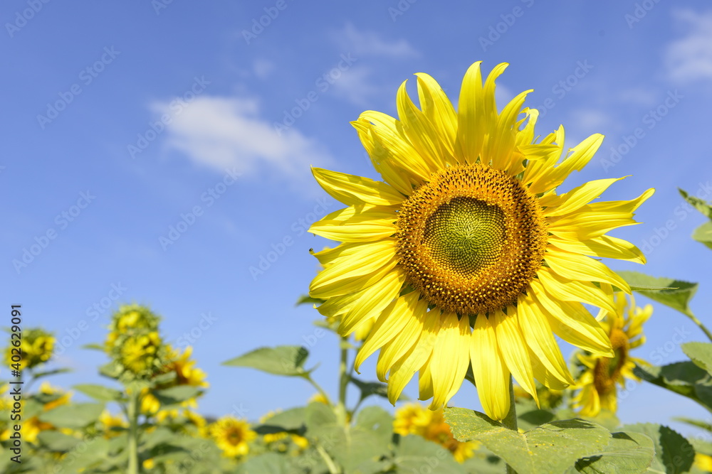 Sunflower blooming natural background with blue sky at the countryside on the sunny day. Sunflower blooming natural background with blue sky at the countryside on the sunny day.