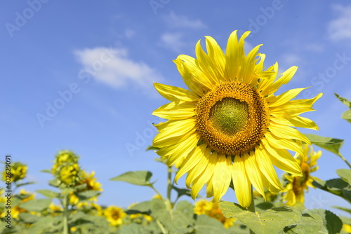Sunflower blooming natural background with blue sky at the countryside on the sunny day.