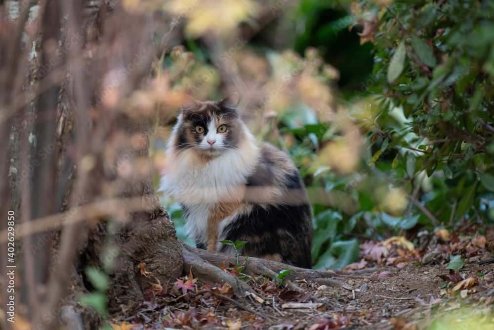 ライオンのようなふわふわの三毛猫