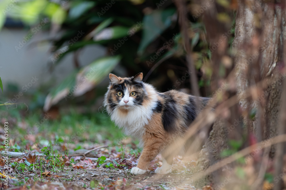 ライオンのようなふわふわの三毛猫 ライオンのようなふわふわの三毛猫