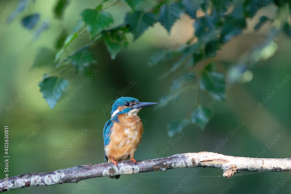 Beautiful blue Kingfisher bird, male Common Kingfisher, sitting on a branch, back profile Beautiful blue Kingfisher bird, male Common Kingfisher, sitting on a branch, back profile
