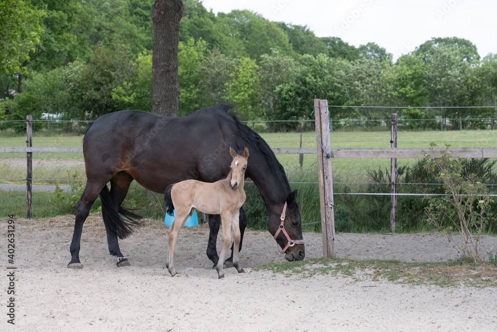 Young newly born yellow foal stands together with its brown mother. In a paddock with sand Young newly born yellow foal stands together with its brown mother. In a paddock with sand