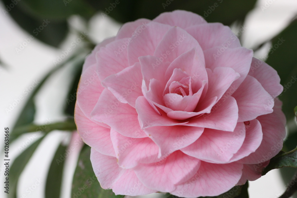 ピンク色の椿の花 ピンク色の椿の花