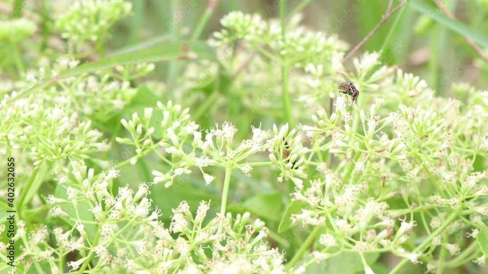 Mikania cordata flowers bloom in the forest and green leaf Mikania cordata flowers bloom in the forest and green leaf