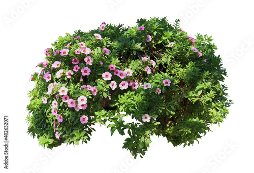 Tropical plant flower bush tree isolated on white background with clipping path © Rungsan
