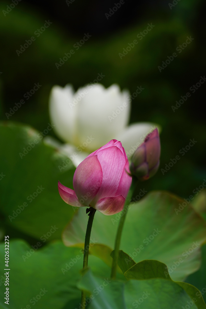 寺院の庭に咲く蓮の花