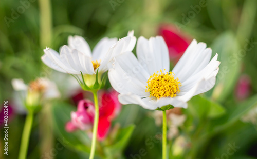 Close up white flower and blur natural background