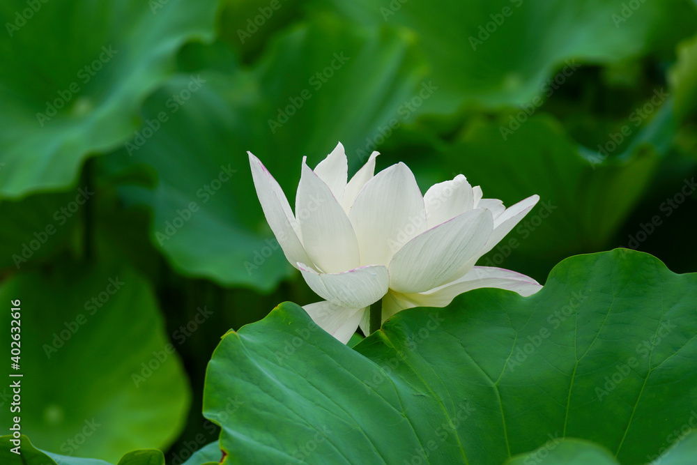 Fototapeta premium 寺院の池に咲く白い蓮の花