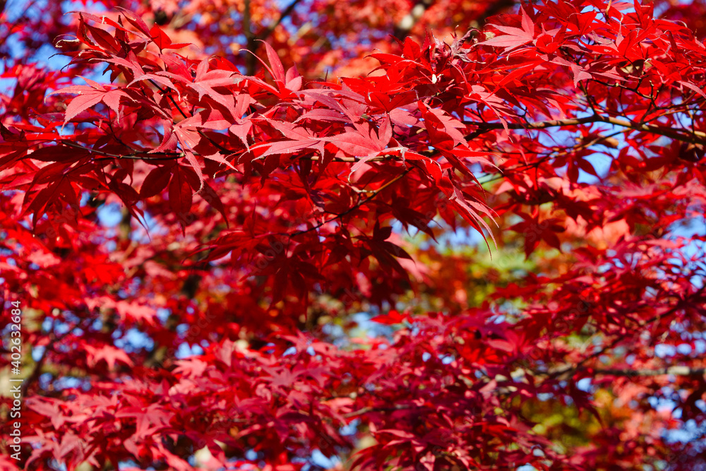 京都の秋 美しい紅葉と赤いモミジ(日本京都府京都市) Autumn in Kyoto: Beautiful autumn leaves and red maple leaves (Kyoto City, Japan, Kyoto Prefecture) 京都の秋 美しい紅葉と赤いモミジ(日本京都府京都市) Autumn in Kyoto: Beautiful autumn leaves and red maple leaves (Kyoto City, Japan, Kyoto Prefecture)