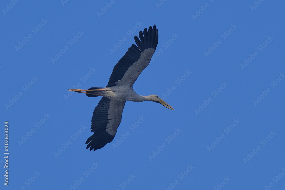 Naklejka premium Asian openbill Stork isolated on sky