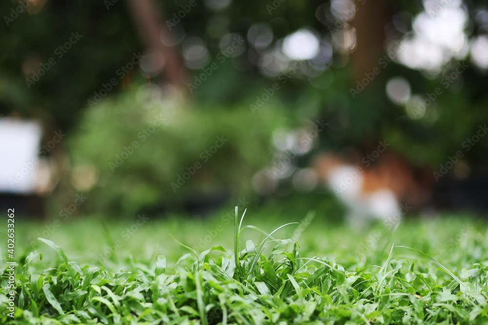 Selective focus of the green grass in the garden with blurred of green background. Selective focus of the green grass in the garden with blurred of green background.