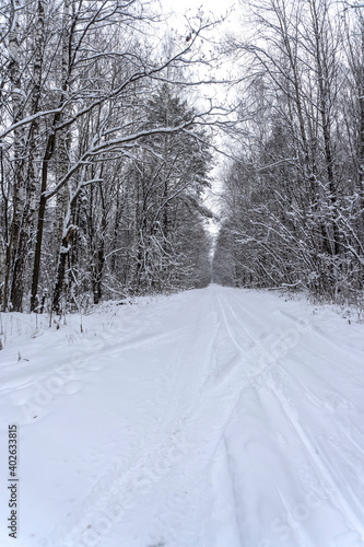 Wallpaper Mural Stock Foto Winter in the forest, snow on trees, handsome christmas background Torontodigital.ca