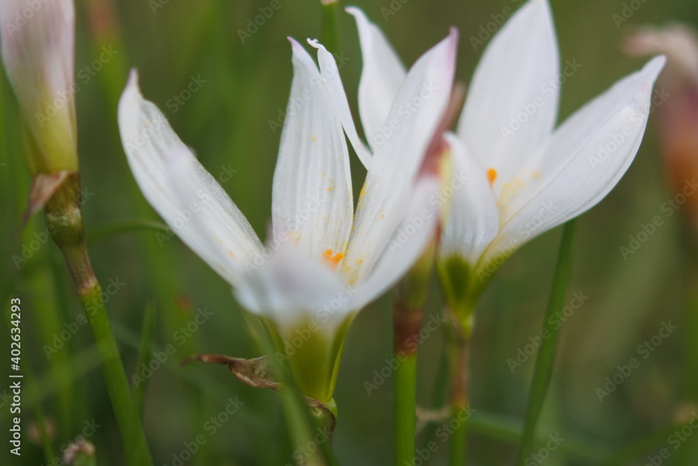 2 flowers of white rain lily. Closeup size. Horizontally oriented picture.