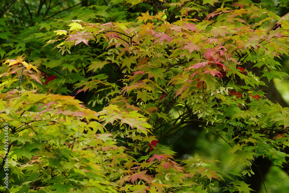 Fototapeta premium 紅葉が始まった日本楓