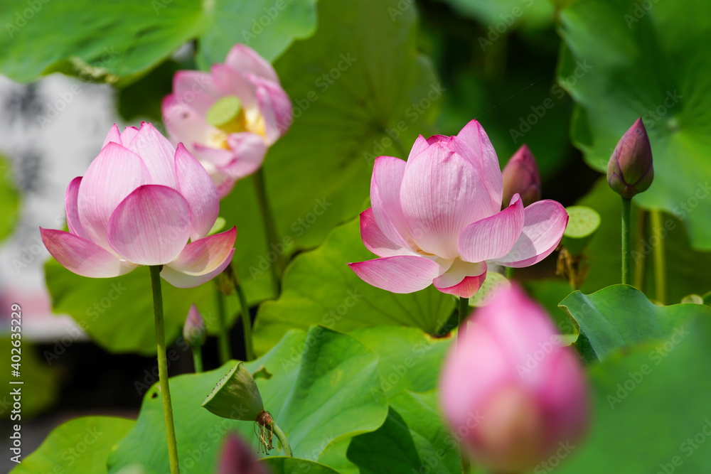 寺院の庭に咲くピンクの蓮の花